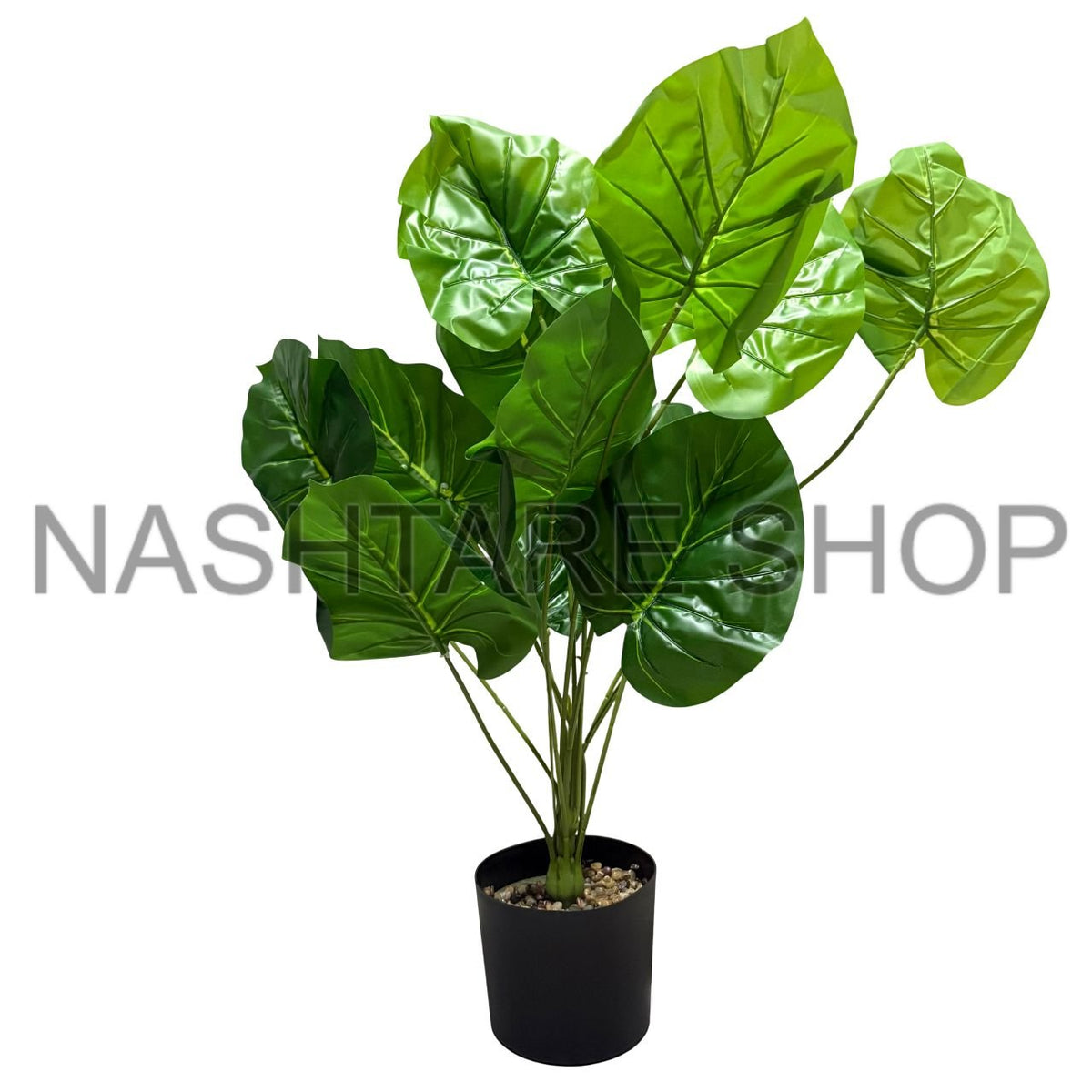 Green Plant | نبتة خضراء