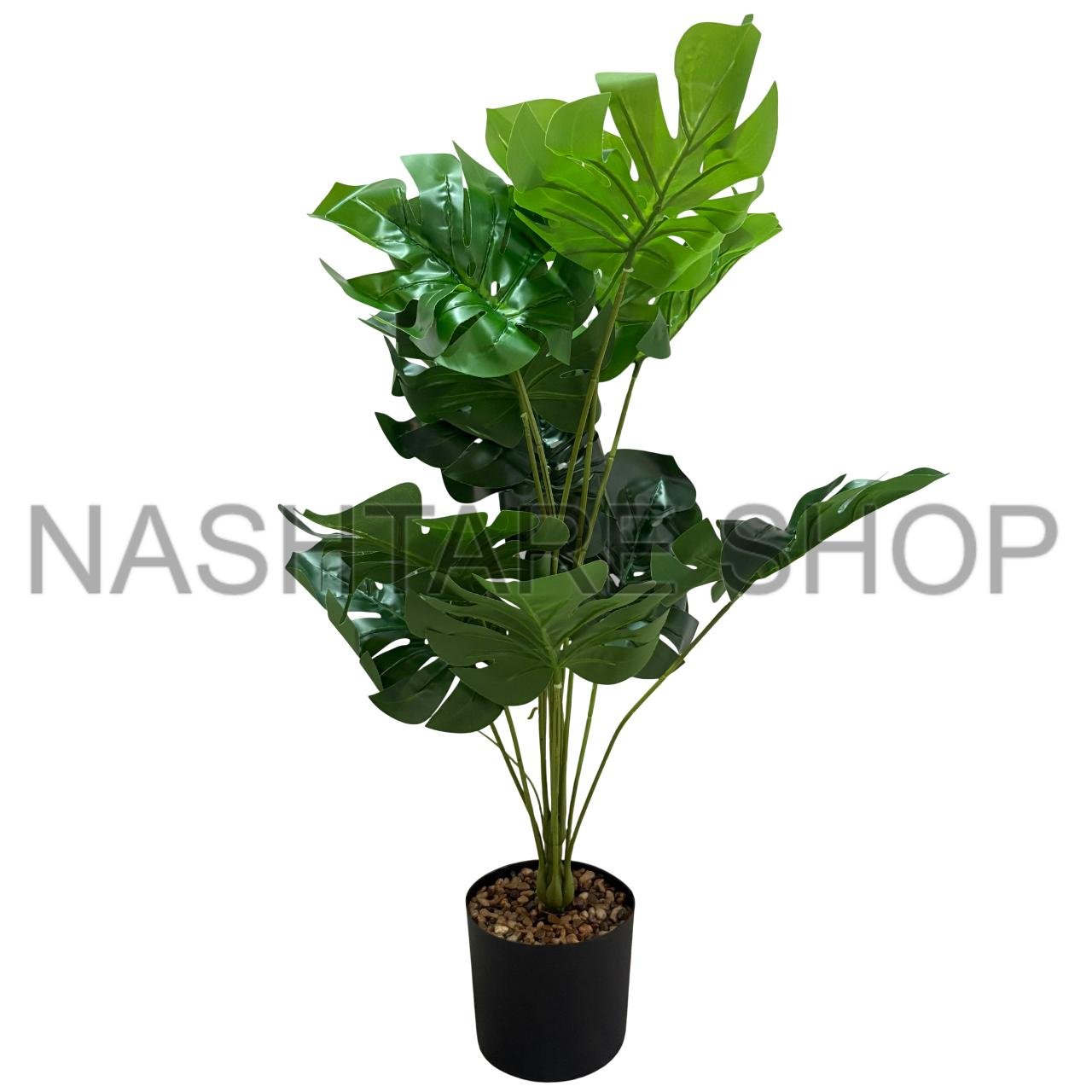 Green Plant | نبتة خضراء