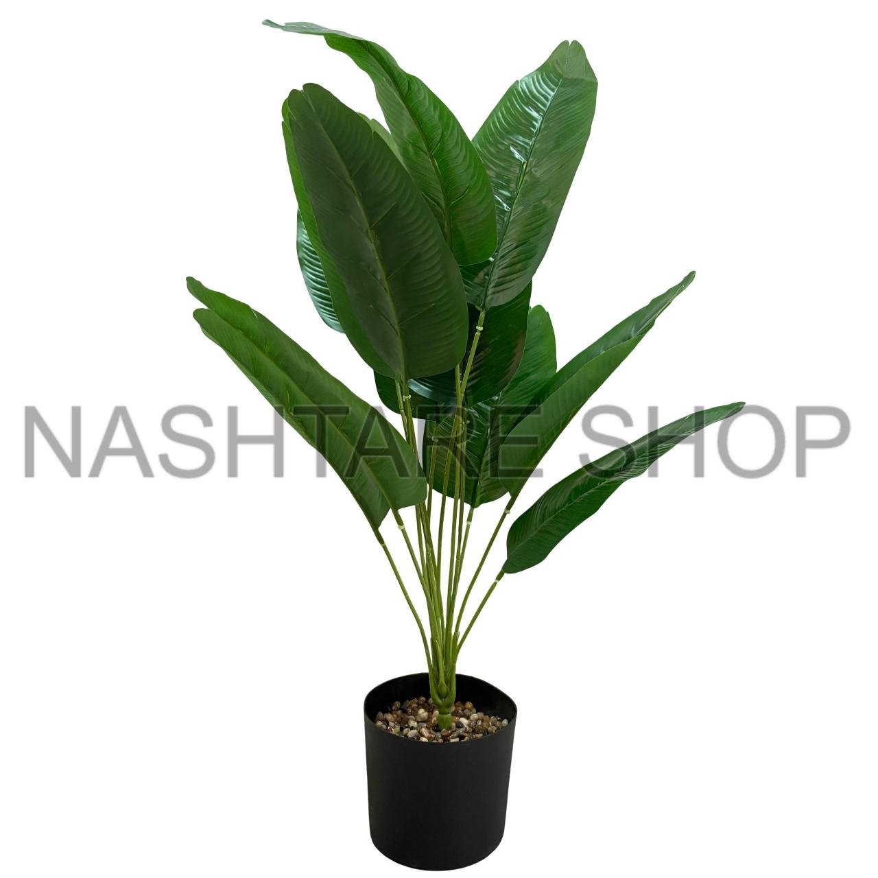 Green Plant | نبتة خضراء